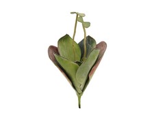 Pezzi europalms ninfea - 2,