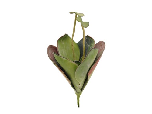 Pezzi europalms ninfea - 2,