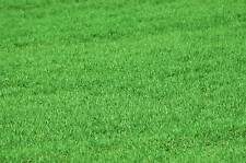 SEMI SEMENTI PRATO BELVEDERE RAPIDO ACCRESCIMENTO TAPPETO ERBOSO 500 GR