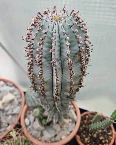 Euphorbia horrida alba - horrida,