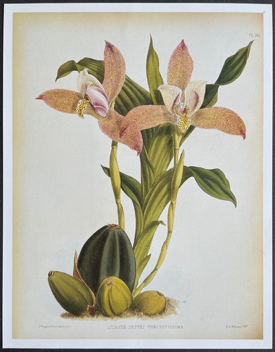 Botanique orchidées lycaste - botanique,