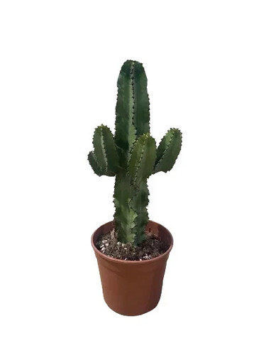 Cactus euphorbia eritrea - -,