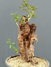 Bonsai Olivastro 40x17cm In