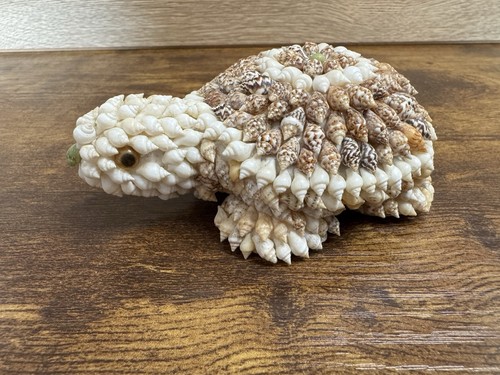 Vintage seashell turtle - seashell,