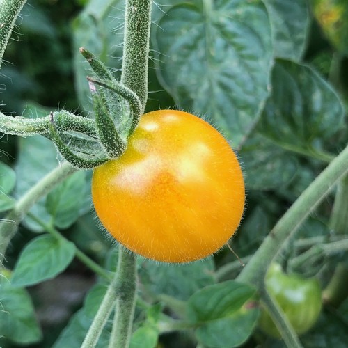 Pomodoro cocktail giallo - pomodoro, da