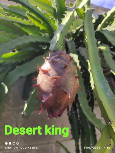 Pitaya desert king pianta - desert, 1