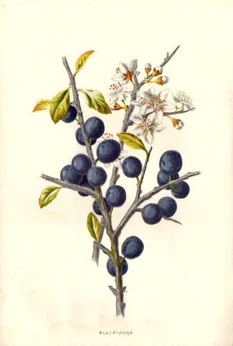 1890 violaciocca antica - violaciocca,