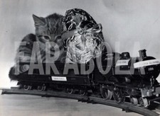Foto vintage UK, Gattino sul trenino con uovo di Pasqua, stampa 21x15 cm