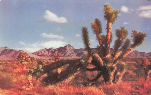 Cartolina albero di - az:,