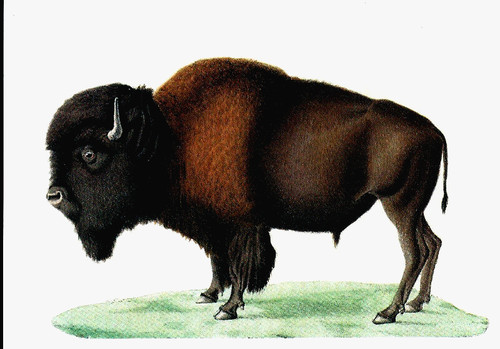 Cartolina bisonte - cartolina,,