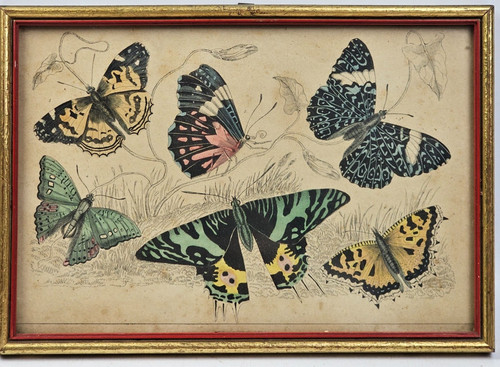 Antica stampa entomologica - antica,