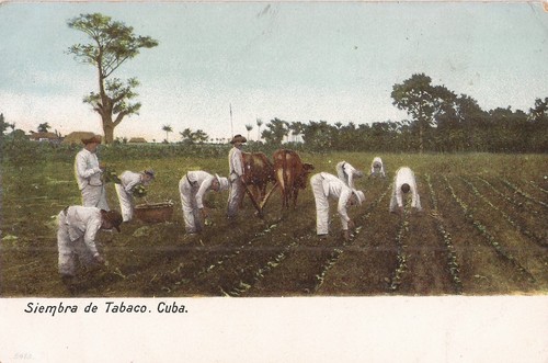 Havana piantagione di - havana,