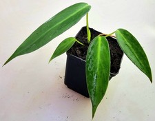 Philodendron Spiritus Sancti -