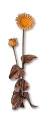 Fiore "Gerbera fiore