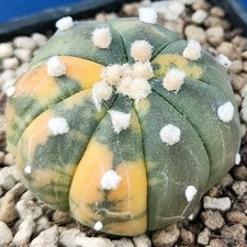 Astrophytum asterias nudum