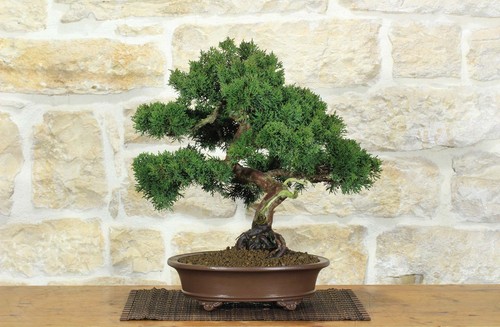 Bonsai ginepro kishu - di,