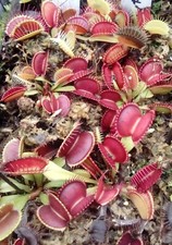plantes carnivores dionaea