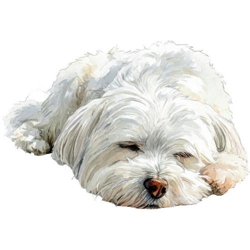 Adesivi cane maltese - adesivi,