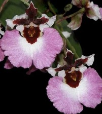 Three different tolumnia - three,