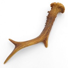 Corno Di Lunghezza 20 CM Cervi