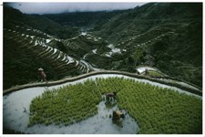 Carte postale Banaue Philippines 1985 Mc Curry 2001 Phaidon Press Limited