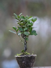 Prebonsai Quercia  (40)