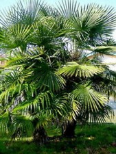 TRACHYCARPUS FORTUNEI - PALMA