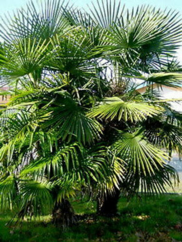Trachycarpus fortunei palma - fortunei,