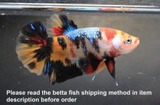 Premium Live Betta Fish Pet