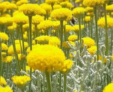 SANTOLINA scaccia gli insetti