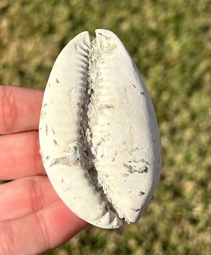 Florida fossil gastropod - fossil,