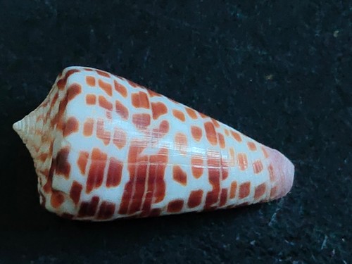 Conchiglia shell conus - conchiglia,