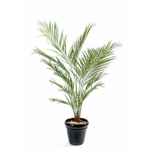 Palmier artificiel kentia - kentia, h