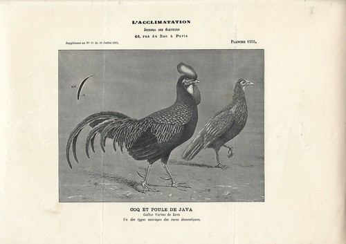 Stampa antica gallo - antica,