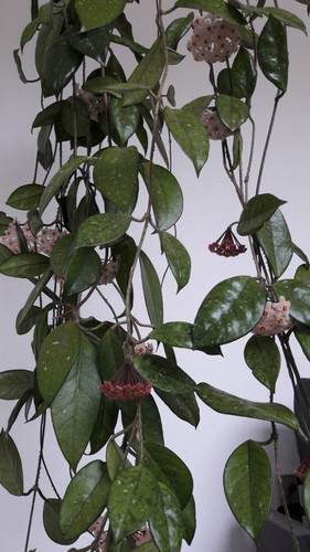 Hoya carnosa fiore cera - hoya,