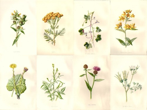 1890 lotto antiche - 8,