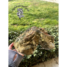 Tana per geco Leopardino, tana