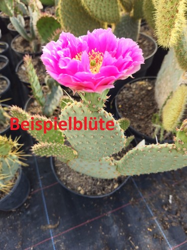 Opuntia aurea cactus