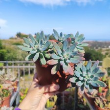 🪴🥰Vaso Ø 15 Cm