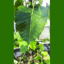 Albero della bodhi ficus - bodhi, (ficus