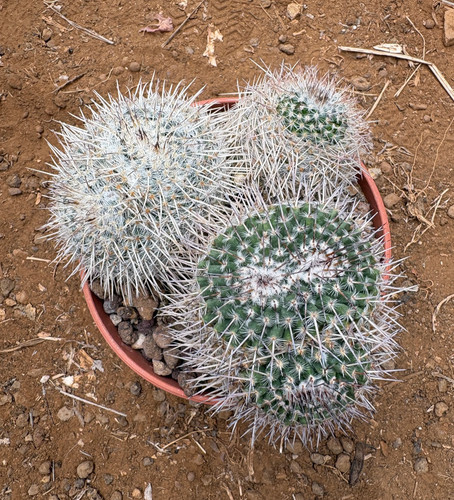 Mammillaria parkinsonii - mammillaria,