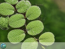 Salvinia Minima – 25 piante