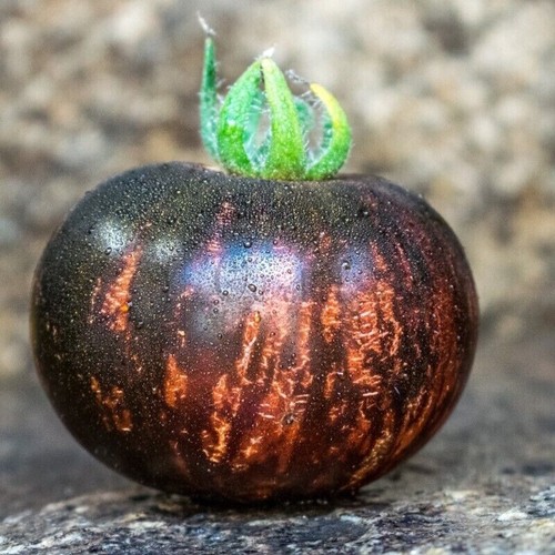 Pomodoro regina della notte - pomodoro,