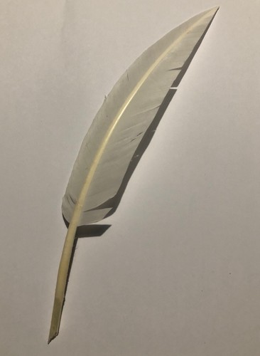 Penna alpino economica bianca - alpino,