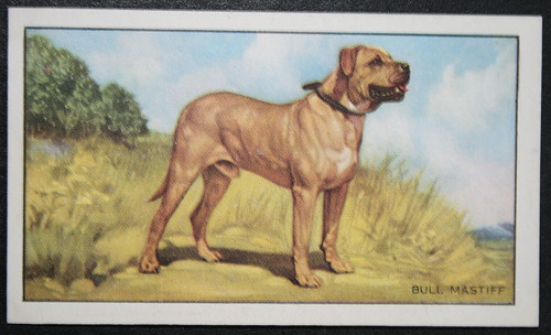 Bullmastiff vintage 1936 - ,