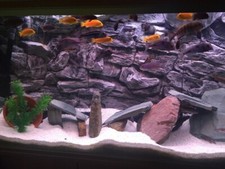 Acquario Backgorund JUWEL RIO