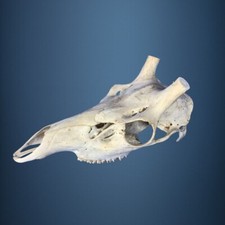 471SKU Teschio di cervo