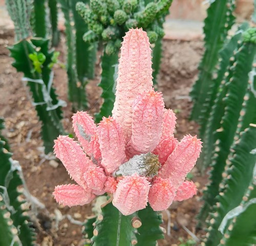 Rare cacti euphorbia abdelkuri - rare,