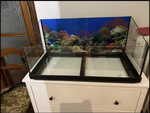 Tartarughiera tetra - tartarughiera,