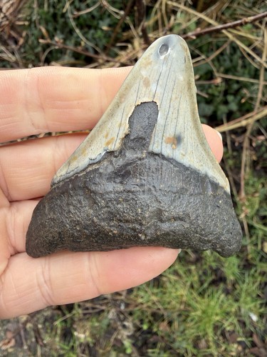 Fossil megalodon shark tooth - megalodon,